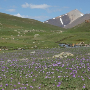 Primula algida